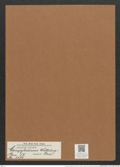 Campylodiscus wallichianus Grev. (de-Toni-Nr.: Genus 57, Species 2471) Zeichnungen Sammlung Grunow Mappe 02645 (Herbarium_W_Grunow_drawings_Folder_02645)
